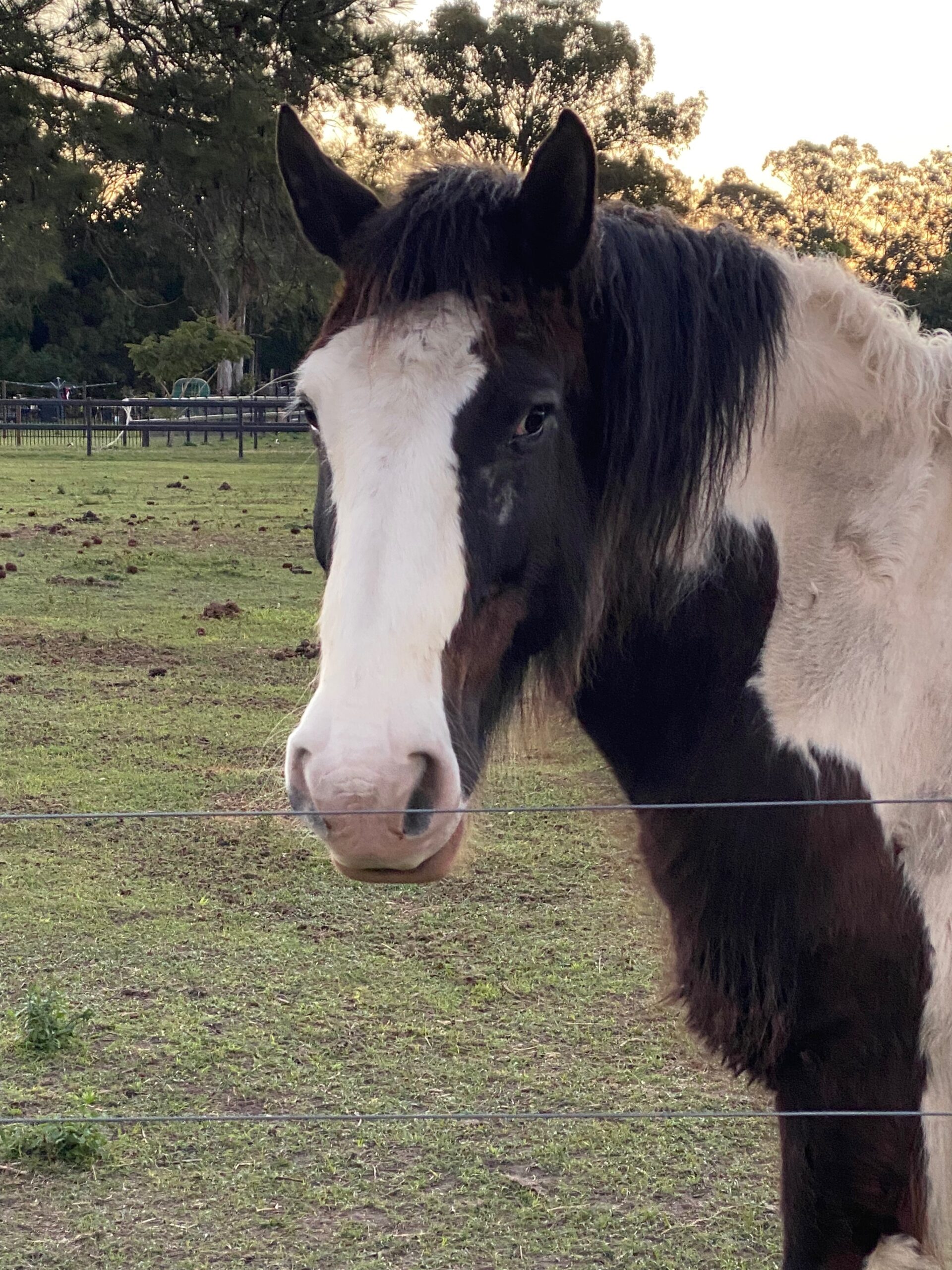 Meet the Animals | The Farm- Animal Therapy Adventures